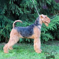 SHER SHOW MUST GO ON - SHER SHOW MUST GO ON 
Junior Champion of National Airedale Terrier Club, Junior Champion of Russia; Champion of Russia, National Airedale terrier Club; ОКД-2; HD-A, ED-0. Рожд. 19.05.2020 (о. Int.Ch. Saredon Deliverance &amp;amp; м. Int.Ch. Sher Iskrennaya Nezhnost) Владелец: Михеева Надежда (г. Москва)